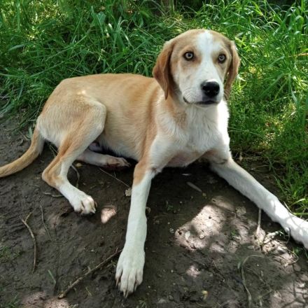 Rüde MO, männlich noch in Griechenland