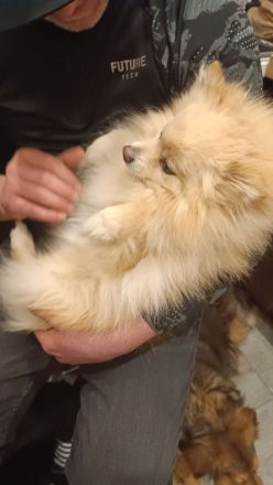 Zwergspitz zu verkaufen