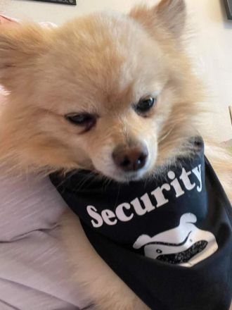 Zwergspitz zu verkaufen