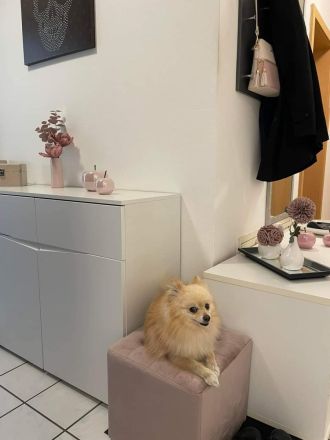 Zwergspitz zu verkaufen