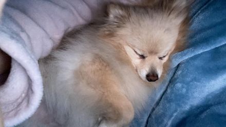 Zwergspitz zu verkaufen