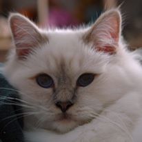 Blue Syringa`s Heilige Birma