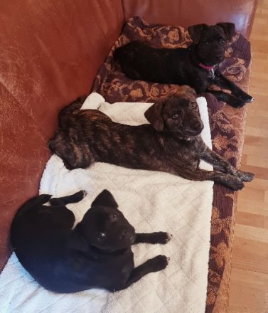 Chihuahua-Podengo Portugues Pequeno Mixe