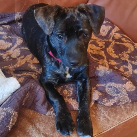 Chihuahua-Podengo Portugues Pequeno Mixe