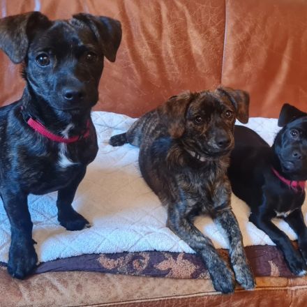 Chihuahua-Podengo Portugues Pequeno Mixe