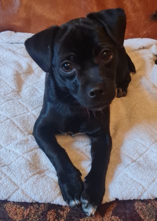 Chihuahua-Podengo Portugues Pequeno Mixe