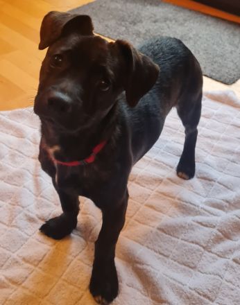 Chihuahua-Podengo Portugues Pequeno Mixe