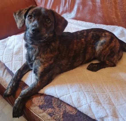 Chihuahua-Podengo Portugues Pequeno Mixe