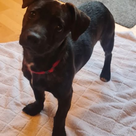 Chihuahua-Podengo Portugues Pequeno Mixe