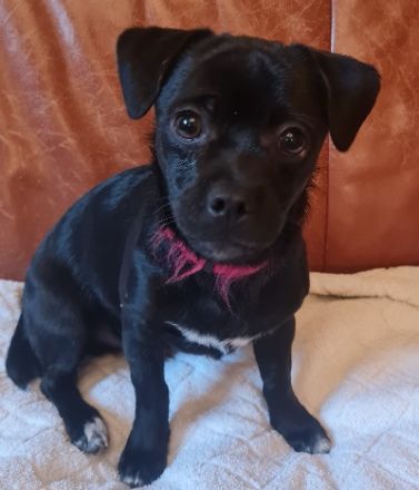 Chihuahua-Podengo Portugues Pequeno Mixe