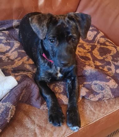 Chihuahua-Podengo Portugues Pequeno Mixe