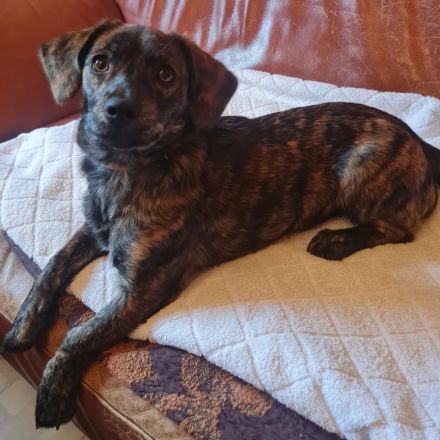 Chihuahua-Podengo Portugues Pequeno Mixe