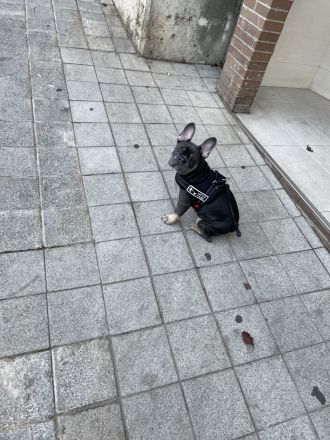 Französische bulldogge 7monate alt