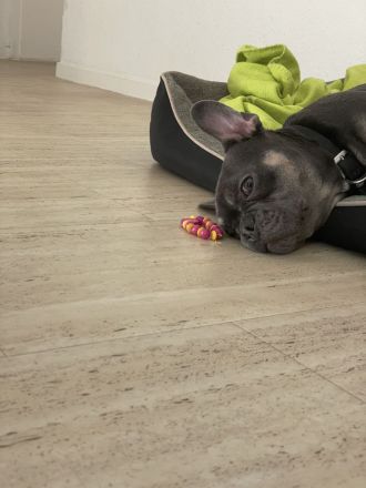 Französische bulldogge 7monate alt