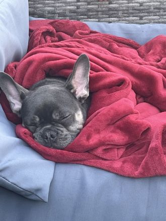 Französische bulldogge 7monate alt