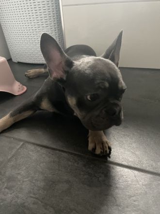 Französische bulldogge 7monate alt