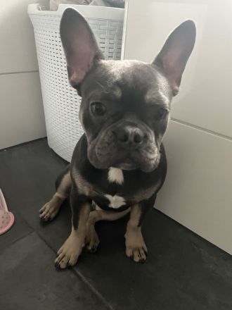 Französische bulldogge 7monate alt