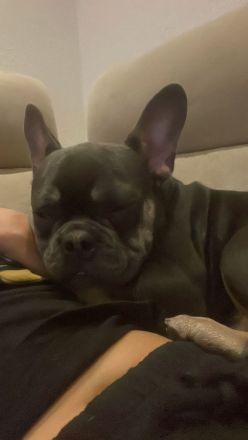 Französische bulldogge 7monate alt