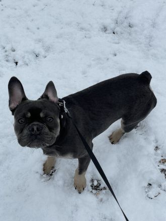 Französische bulldogge 7monate alt