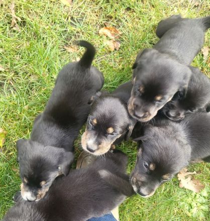 Große Schweizer &Labrador