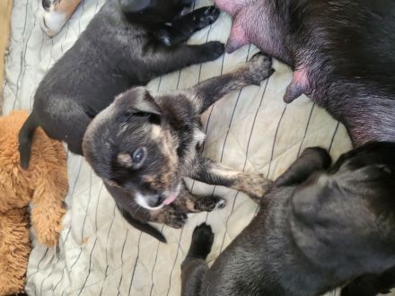 Große Schweizer &Labrador