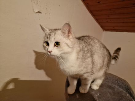 British Kurzhaar BKH Katerchen