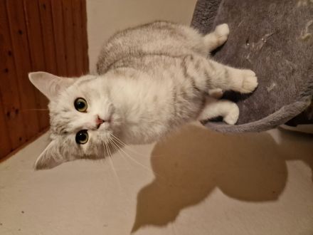 British Kurzhaar BKH Katerchen