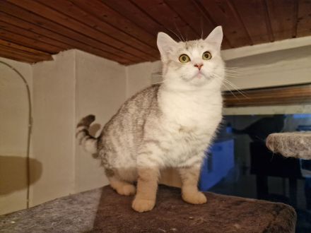 British Kurzhaar BKH Katerchen