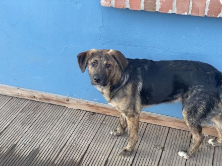 Mischlings Welpe Welpen (groß)