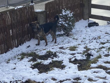 Mischlings Welpe Welpen (groß)