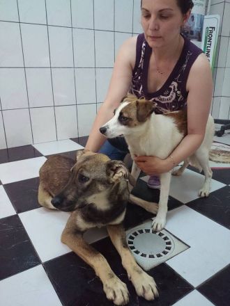 Tierhilfe "We have a dream" e. V.