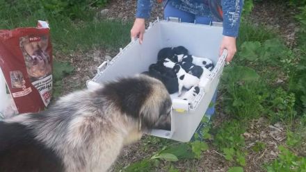 Tierhilfe "We have a dream" e. V.