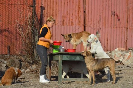 Tierhilfe "We have a dream" e. V.
