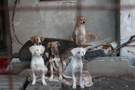 Tierhilfe "We have a dream" e. V.