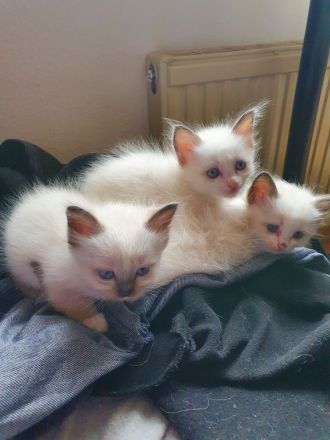 Wir haben heilige birma kitten abzugeben  .