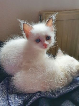 Wir haben heilige birma kitten abzugeben  .