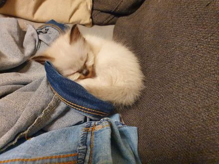 Wir haben heilige birma kitten abzugeben  .