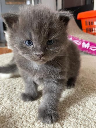 Zauberhafte Main Coon Kitten