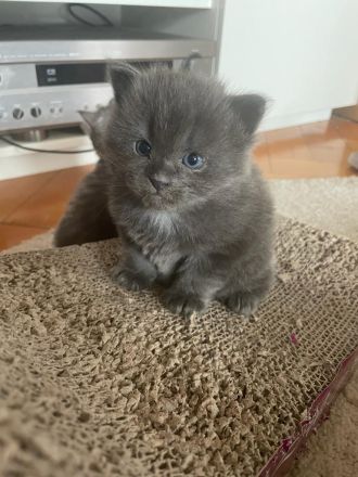 Zauberhafte Main Coon Kitten