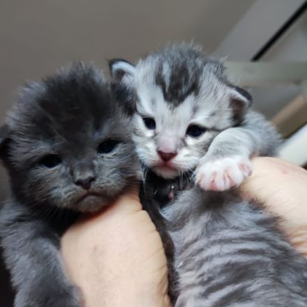 Zauberhafte Main Coon Kitten
