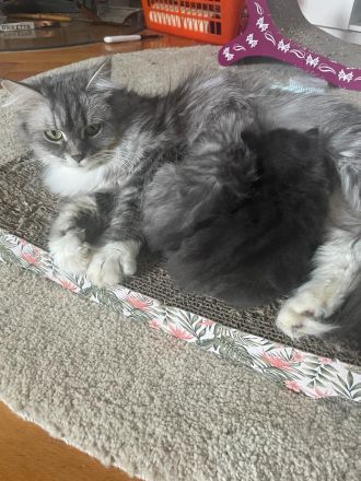 Zauberhafte Main Coon Kitten