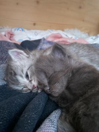 Zauberhafte Main Coon Kitten