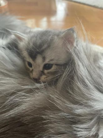 Zauberhafte Main Coon Kitten