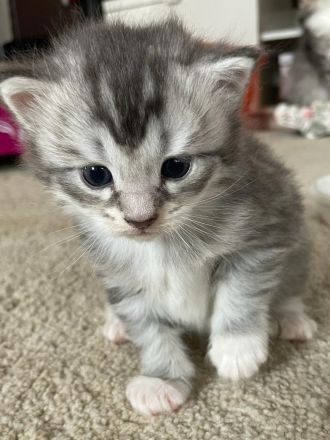 Zauberhafte Main Coon Kitten
