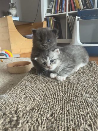 Zauberhafte Main Coon Kitten
