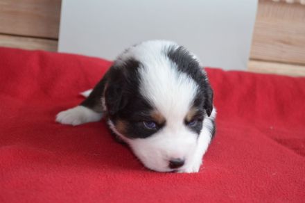 Australian Shepherd Welpen