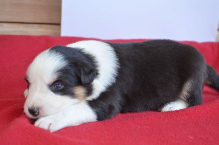 Australian Shepherd Welpen