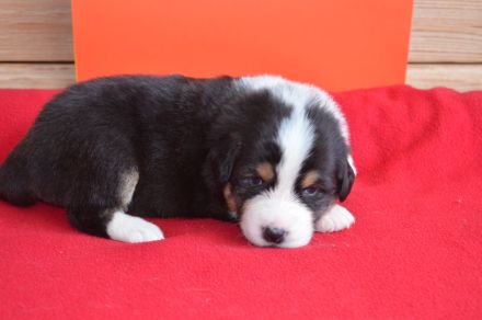 Australian Shepherd Welpen