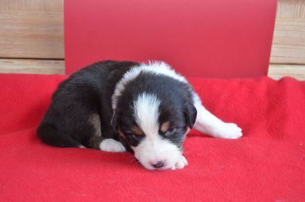 Australian Shepherd Welpen