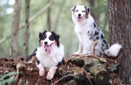 Australian Shepherd Welpen